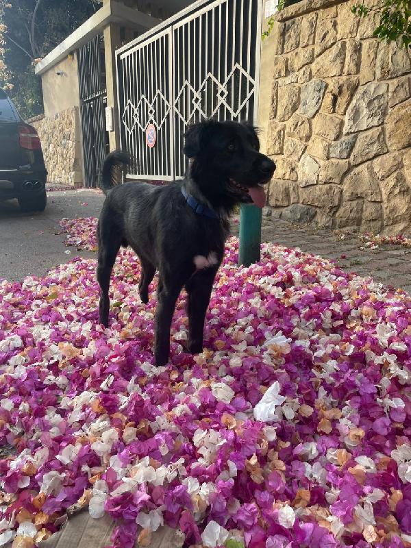 Blackie, Simil Flat Coat Retriever Foto 2